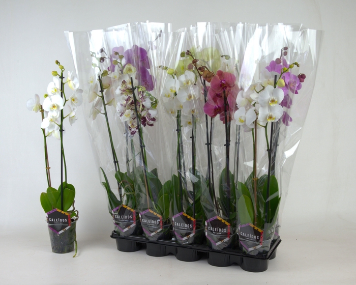 <h4>!! PROMO !! PHAL MIX 2 TAK</h4>
