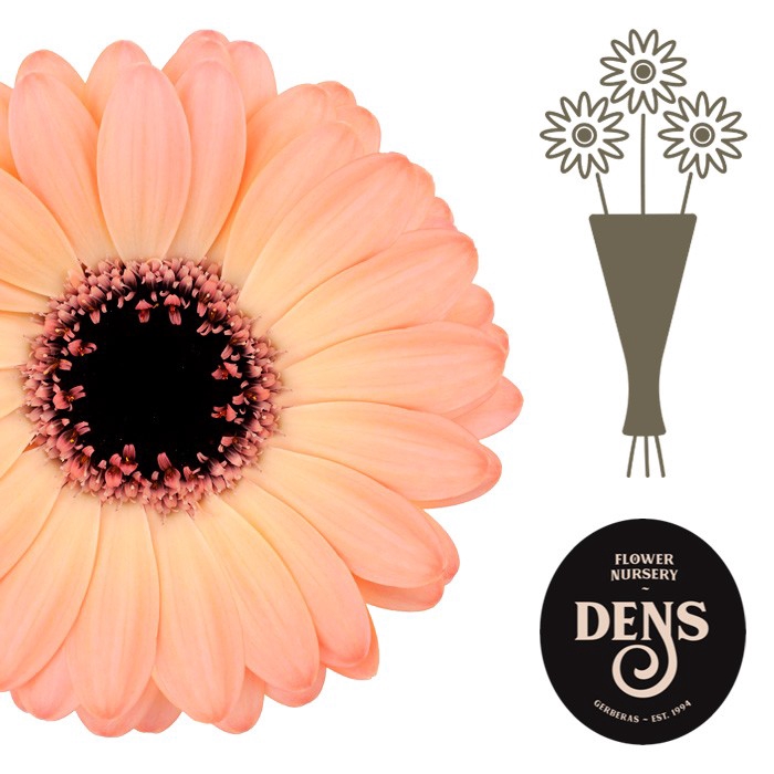 <h4>Germini Jedi Water</h4>