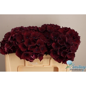 HYDR M MAG RUBYRED P
