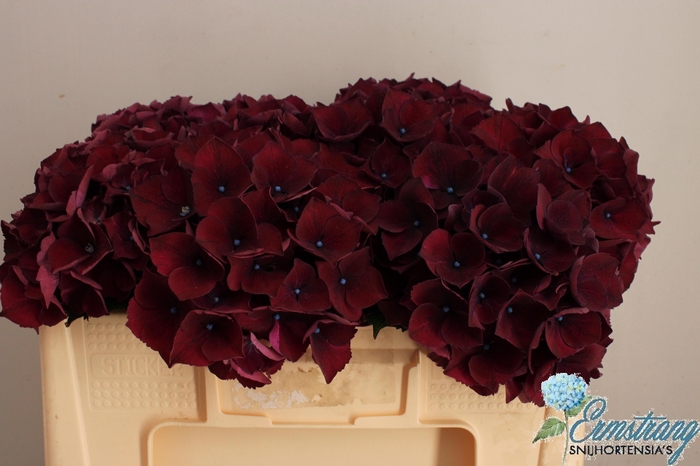 <h4>HYDR M MAG RUBYRED P</h4>