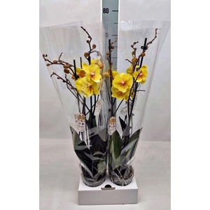 Phalaenopsis   ...yellow