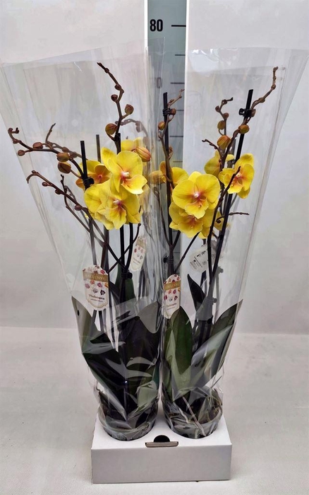<h4>Phalaenopsis   ...yellow</h4>