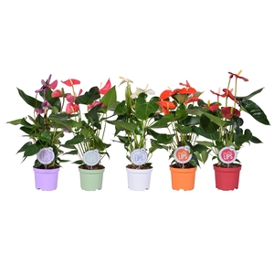 MoreLIPS® Anthurium mix