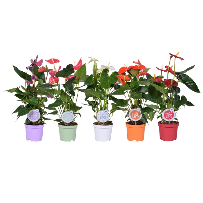 <h4>MoreLIPS® Anthurium mix</h4>