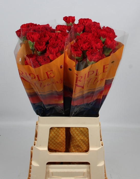 <h4>DI ST PELAYO</h4>