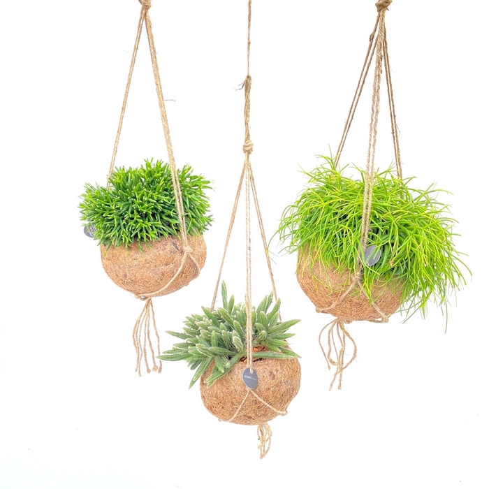 <h4>RHIPSALIS GEM</h4>