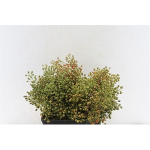 Rosa Plenty