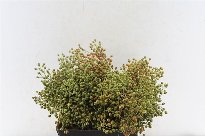 <h4>Rosa Plenty</h4>
