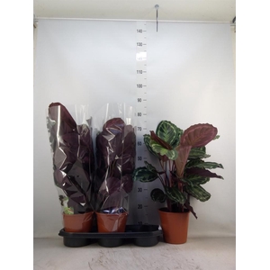 Calathea  'Medallion'