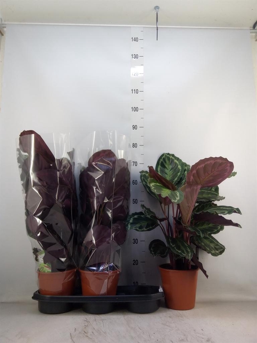 <h4>Calathea  'Medallion'</h4>