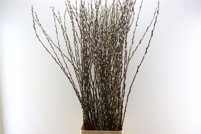 <h4>Salix Wilgenkatjes 150cm P Stem</h4>