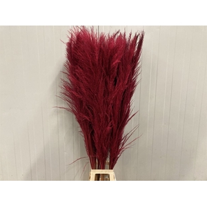 Corta Dried X X L Cerise