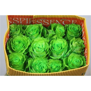 R Gr Light Green Ec