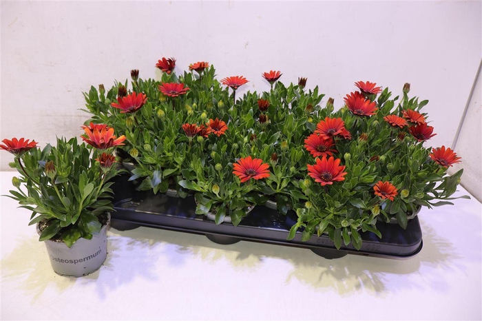 <h4>Osteo Fp Red</h4>