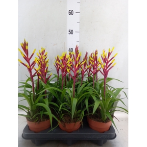 Guzmania  'Misty'