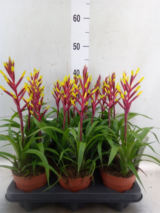 <h4>Guzmania  'Misty'</h4>