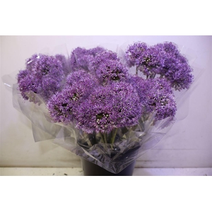 Allium Gladiator X5