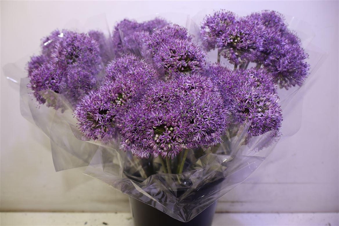 <h4>Allium Gladiator X5</h4>