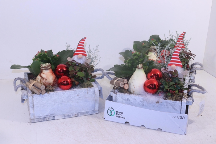 <h4>ARR HIPPEASTRUM</h4>