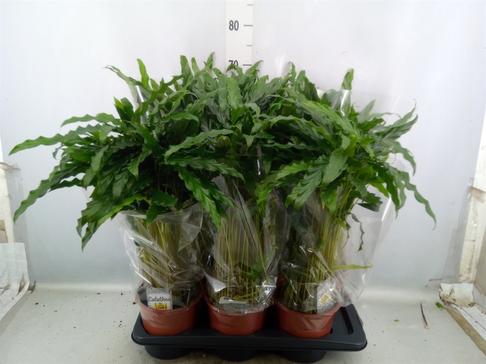 <h4>Calathea rufibarba 'Blue Grass'</h4>