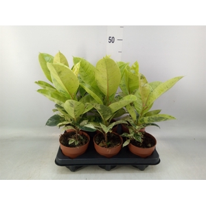 Ficus elastica   ...