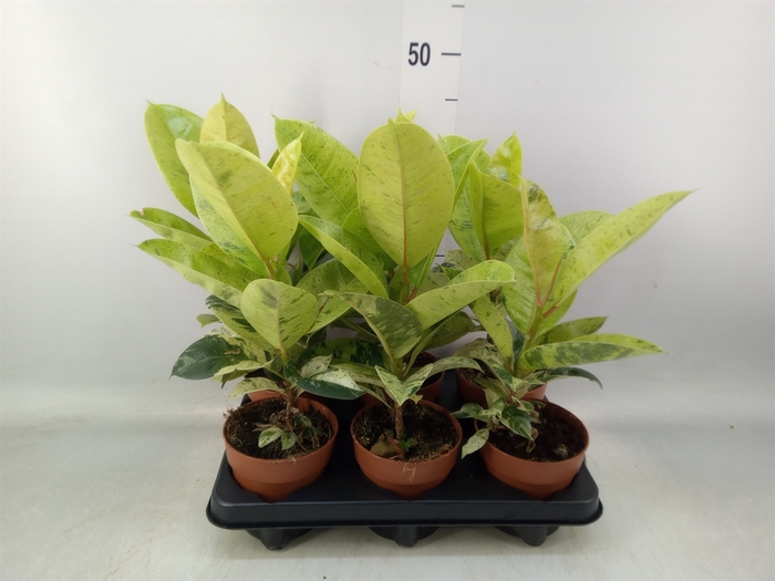 <h4>Ficus elastica   ...</h4>
