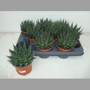 ALOE ARISTATA