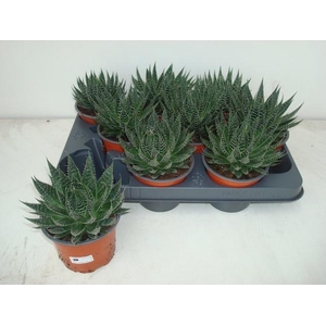 ALOE ARISTATA