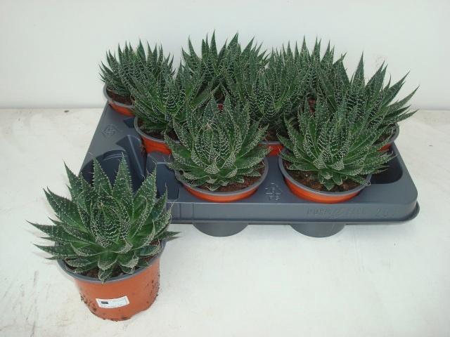 <h4>ALOE ARISTATA</h4>