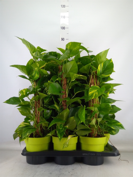 <h4>Epipremnum pinn.   ...moss stick</h4>