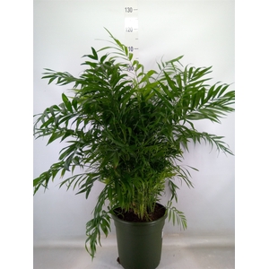 Chamaedorea elegans