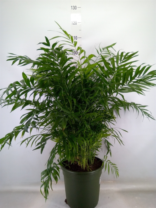 <h4>Chamaedorea elegans</h4>