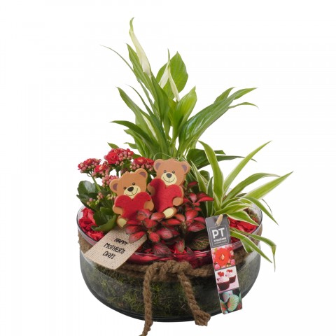 <h4>PTMD1236 Arrangementen kamerplanten</h4>