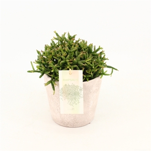 Rhipsalis burchelli in keramiek Amy