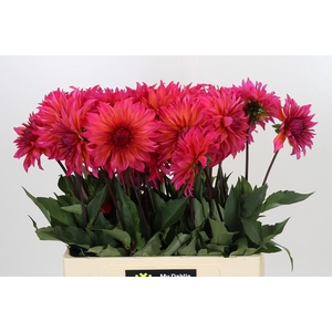 Dahlia Pink Punk
