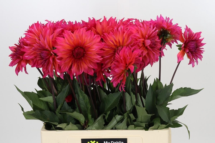 <h4>Dahlia Pink Punk</h4>