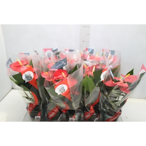 ANTHURIUM ESUDO P12