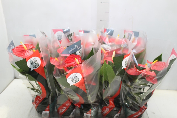 <h4>ANTHURIUM ESUDO P12</h4>