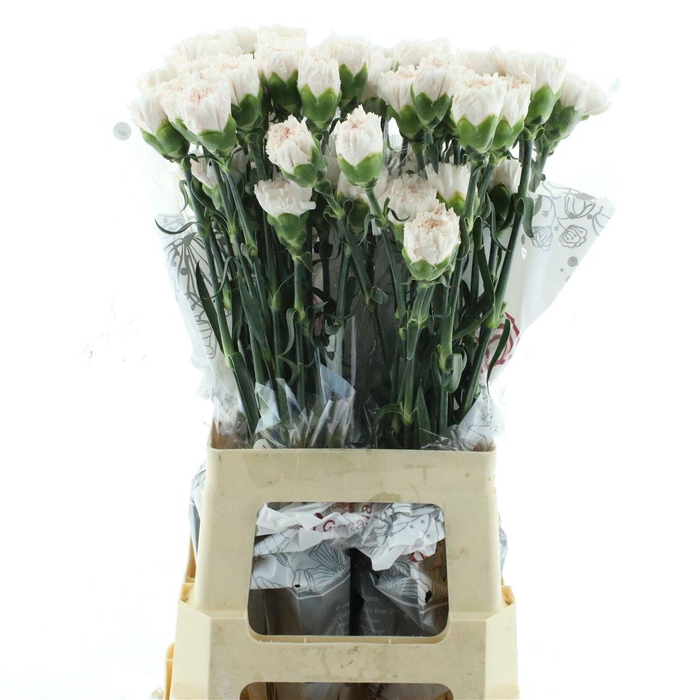 <h4>Di St Col Apple Tea</h4>