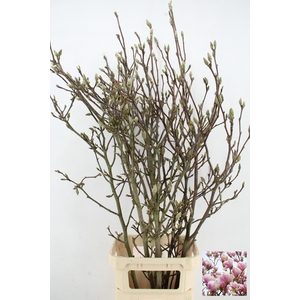 MAGNOLIA GRANDIFLORA X6 GRILLIG