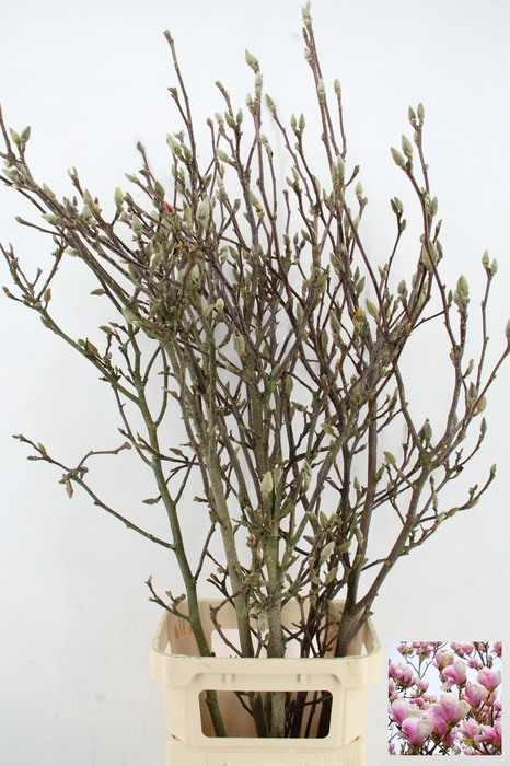 <h4>MAGNOLIA GRANDIFLORA X6 GRILLIG</h4>