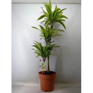 Dracaena fr de 'LemonLime'