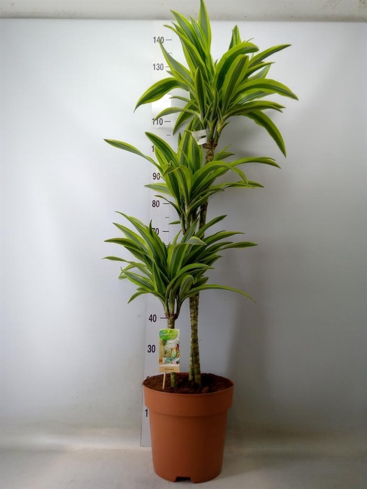 <h4>Dracaena fr de 'LemonLime'</h4>