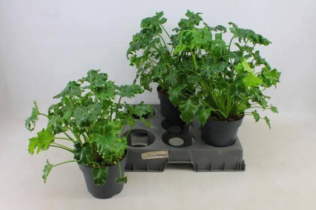 <h4>PHIL OVERIG</h4>