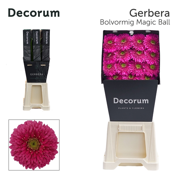 <h4>Gerbera Pomponi Magic Ball Diamond</h4>