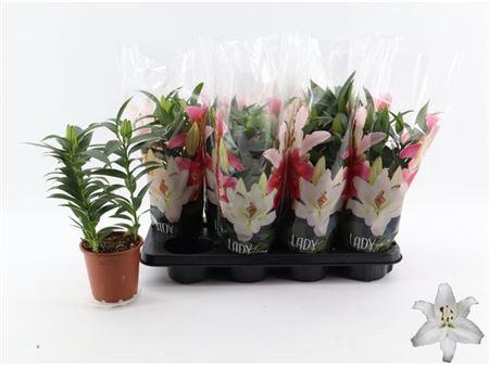 <h4>Lil Or Sun Bahamas 3pp</h4>