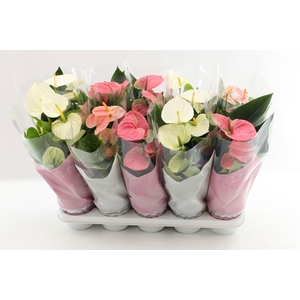 Anthurium 12 cm Pastel mix in Couture sleeve