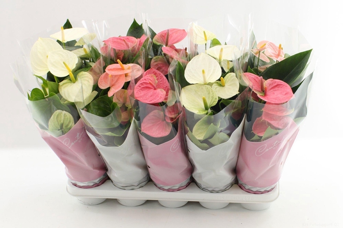 <h4>Anthurium 12 cm Pastel mix in Couture sleeve</h4>