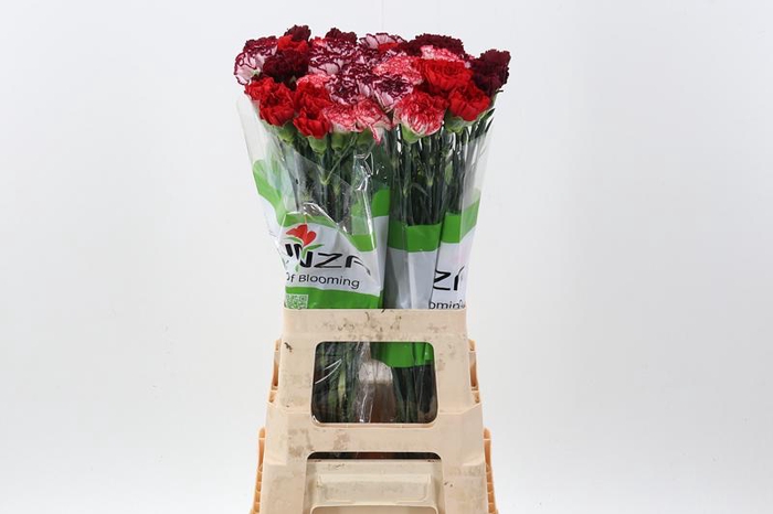 <h4>Di St Rainbow Mix Red</h4>