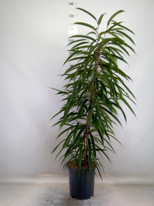 <h4>Ficus binn. 'Alii'</h4>